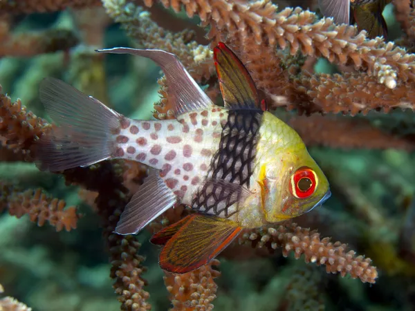 Pesce cardinale pigiama — Foto Stock