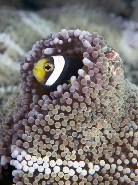 Clownfish à dos de selle — Photo