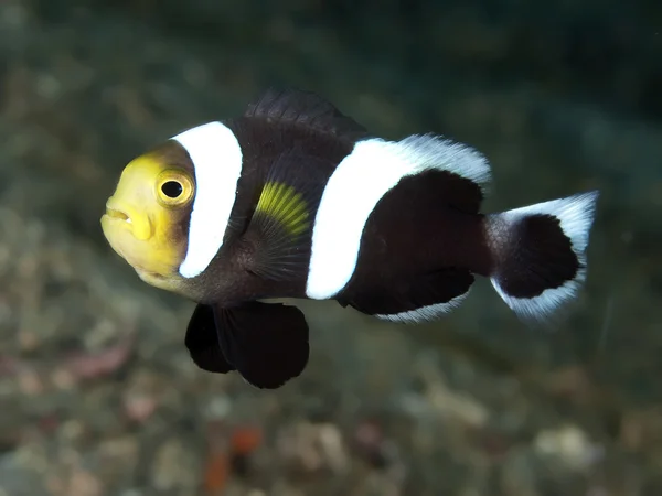 Saddleback clownfish — Stock Photo, Image