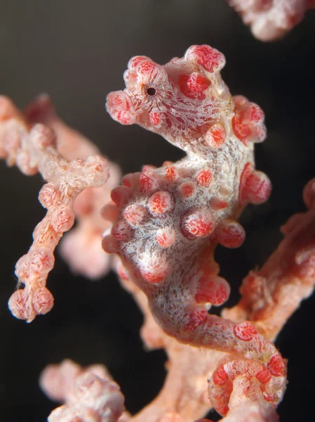 Korall hal törpe csikóhal — Stock Fotó