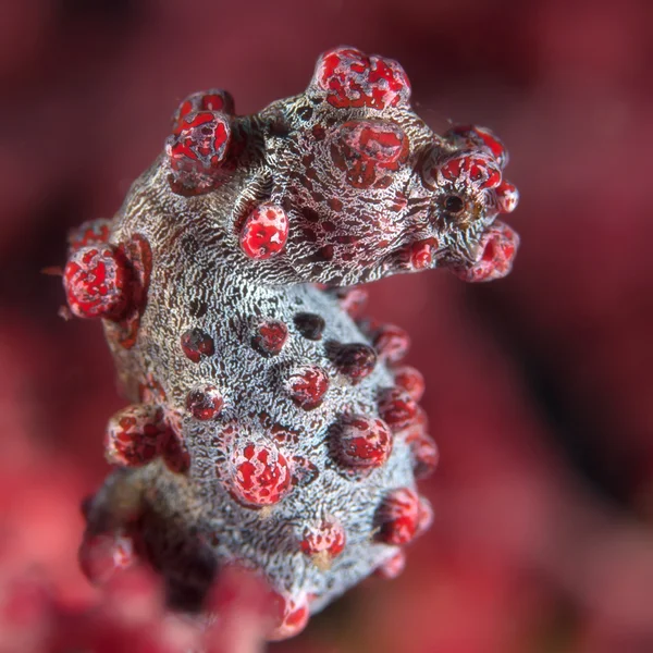 Coral fish Pygmy seahorse — Stock Photo, Image