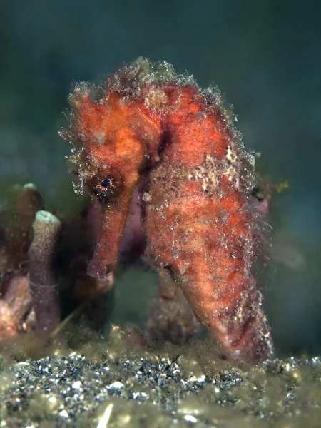 Moluccas seahorse — Stock Photo, Image