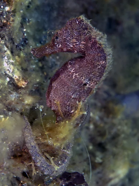 Moluccas seahorse — Stock Photo, Image