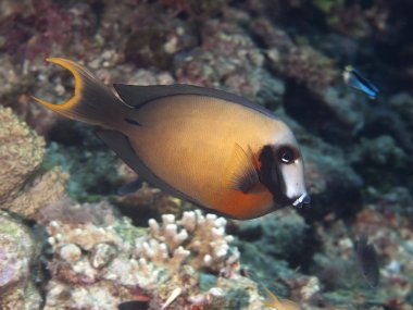 siyah nokta surgeonfish
