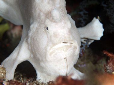 Alaca'nın frogfish