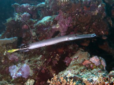 Çin trumpetfish