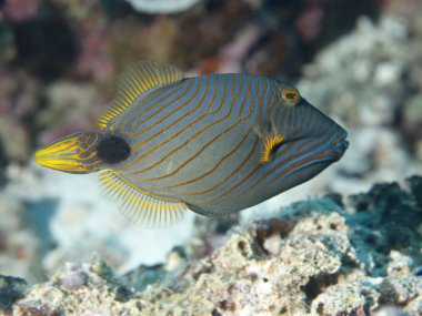 turuncu çizgili triggerfish
