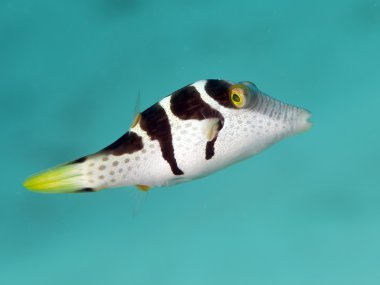 Valentin'ın sharpnose kirpi