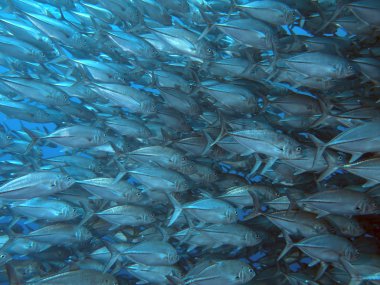 trevally dev