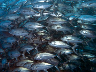 trevally dev
