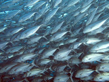 trevally dev