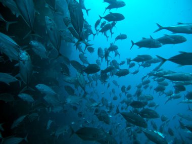 trevally dev