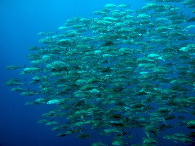 trevally dev