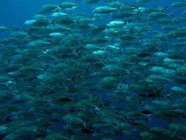 trevally dev