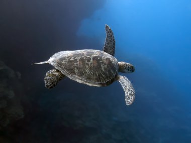 Green turtle clipart