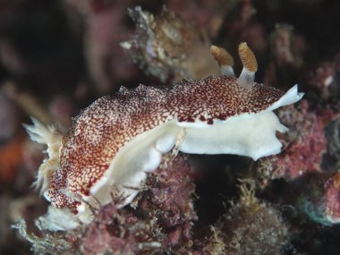 omurgasızını chromodoris reticulata