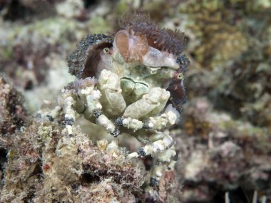 corallimorph dekoratör Yengeç
