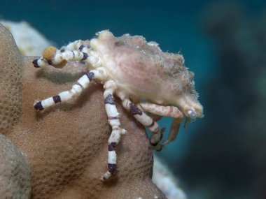 corallimorph dekoratör Yengeç
