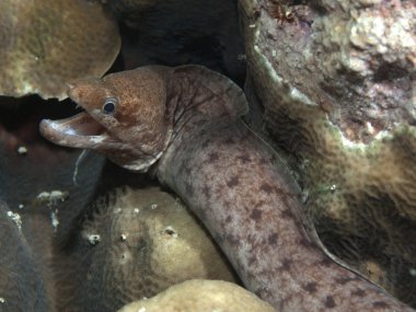 Lipspot moray