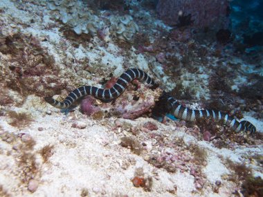 şeritli deniz yılanı