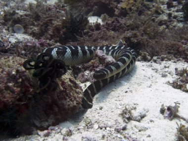 şeritli deniz yılanı
