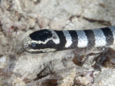 şeritli deniz yılanı
