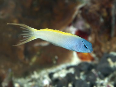 Forktail blenny