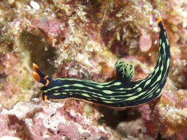 omurgasızını nembrotha kubaryana