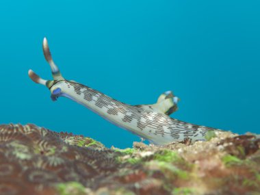 omurgasızını nembrotha lineolata
