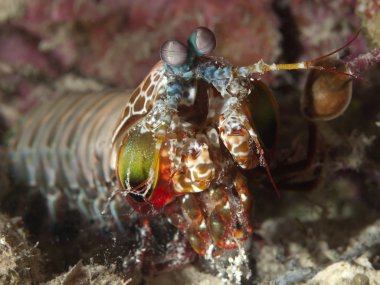 Tavus kuşu mantis karides