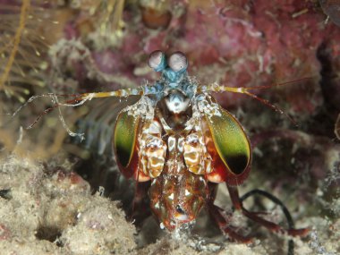 Tavus kuşu mantis karides