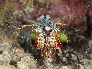 Peacock mantis shrimp clipart
