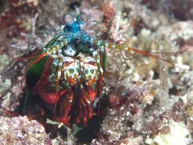 Tavus kuşu mantis karides
