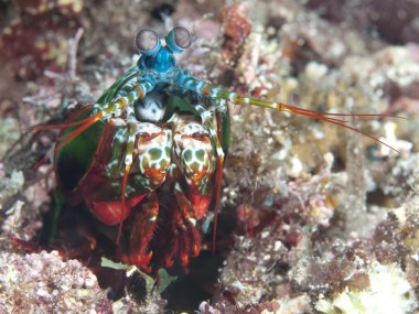 Peacock mantis shrimp clipart