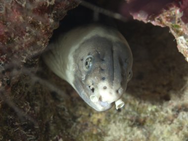 Kara omuzlu yılan yılan balığı