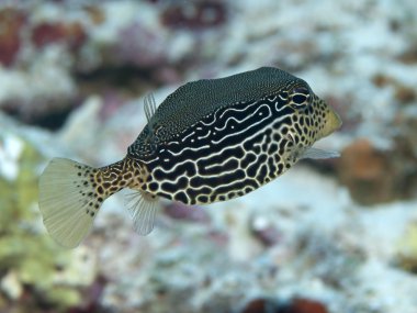 retiküle boxfish