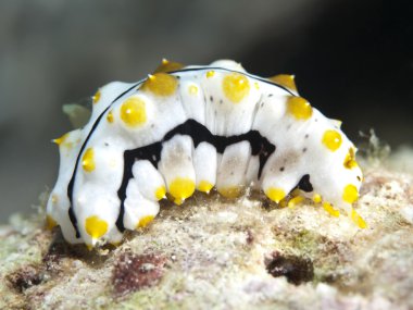 graeffe'nın deniz hıyarı