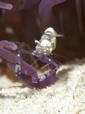 Pasifik palyaço anemone karides