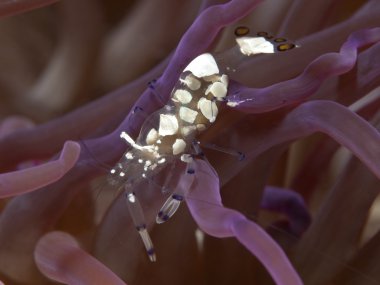 Pasifik palyaço anemone karides