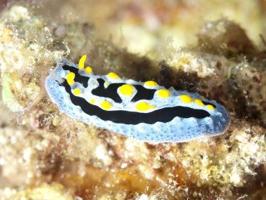 omurgasızını phyllidia coelestis