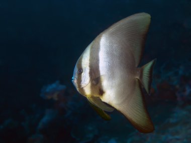 gölgeli batfish
