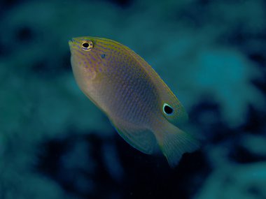 Speckled damselfish clipart
