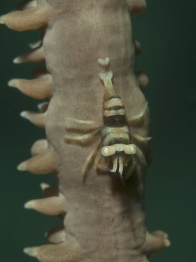 Black corall shrimp clipart