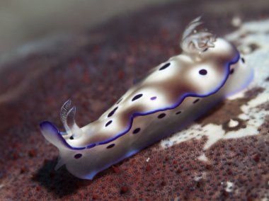 Nudibranch Risbecia tryoni clipart