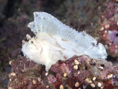yaprak scorpionfish