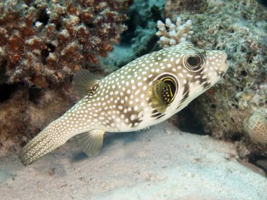 beyaz benekli puffer