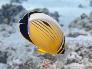 enfes butterflyfish