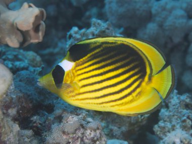 Kızıldeniz racoon butterflyfish
