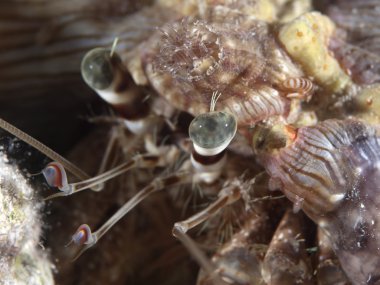 mercan Yalnızcıl Yengeç