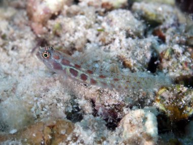 Benekli dwarfgoby